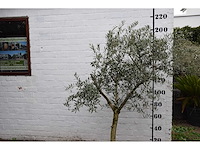 Olive young skin - olive tree - afbeelding 1 van  8