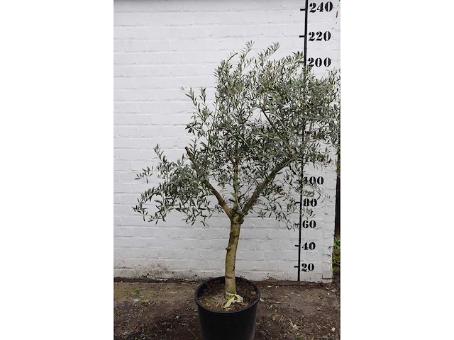 Olive young skin - olive tree - afbeelding 2 van  8