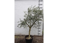 Olive young skin - olive tree - afbeelding 2 van  8