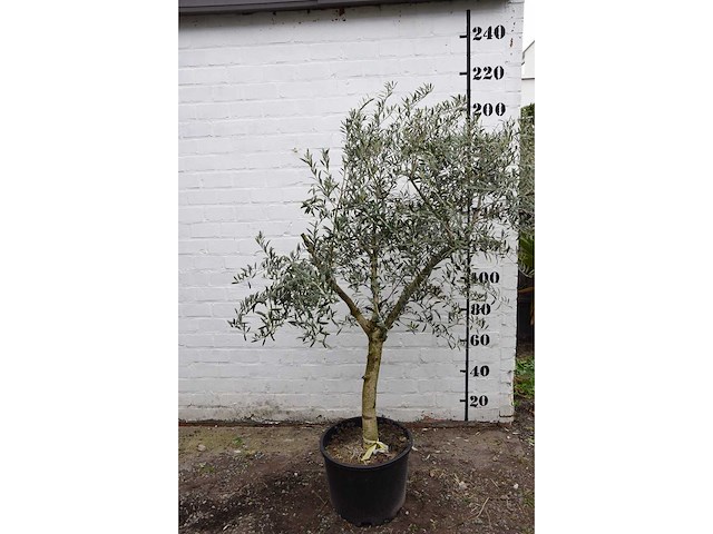 Olive young skin - olive tree - afbeelding 3 van  8
