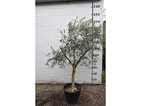 Olive young skin - olive tree - afbeelding 3 van  8