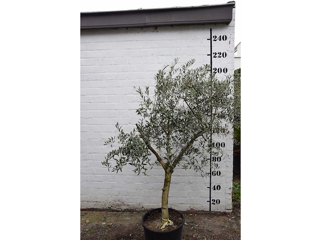 Olive young skin - olive tree - afbeelding 4 van  8