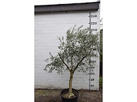 Olive young skin - olive tree - afbeelding 4 van  8