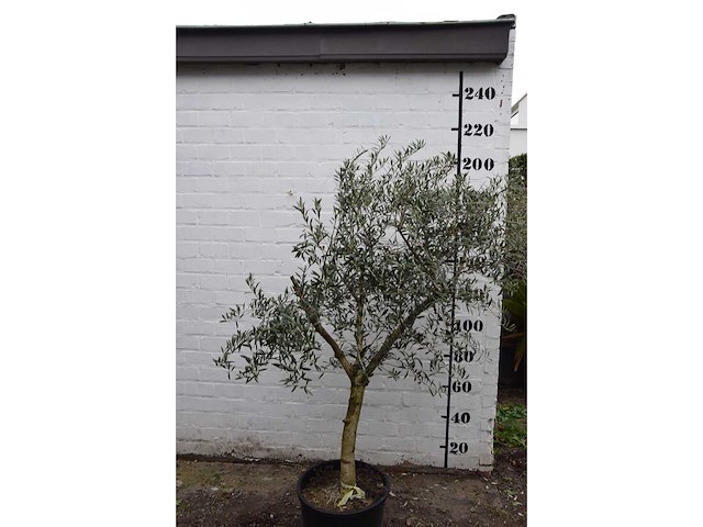Olive young skin - olive tree - afbeelding 5 van  8