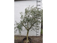 Olive young skin - olive tree - afbeelding 6 van  8