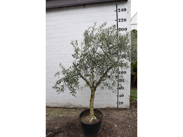 Olive young skin - olive tree - afbeelding 7 van  8