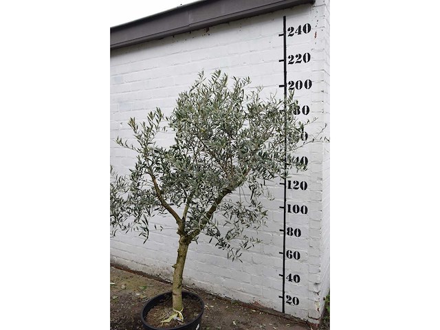 Olive young skin - olive tree - afbeelding 8 van  8