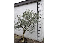 Olive young skin - olive tree - afbeelding 8 van  8