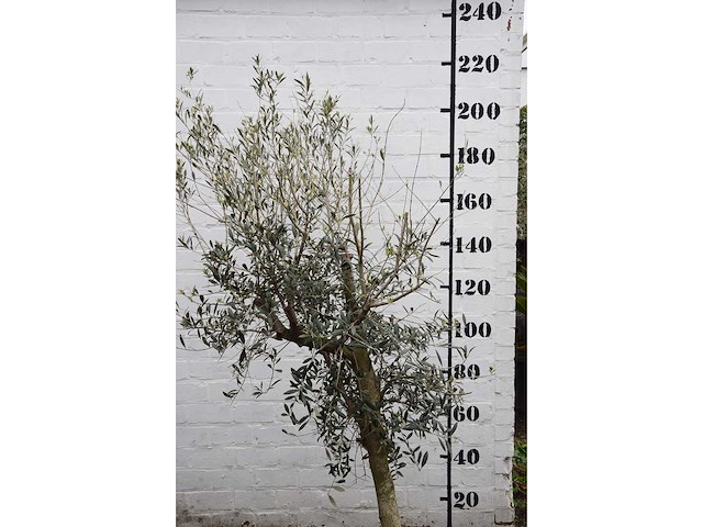 Olive young skin - olive tree - afbeelding 1 van  5