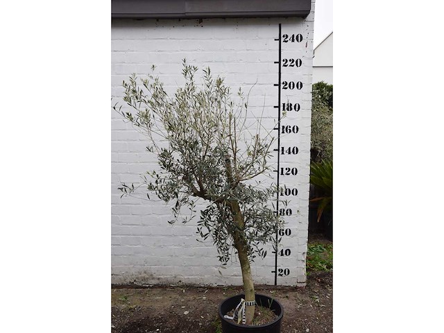 Olive young skin - olive tree - afbeelding 2 van  5