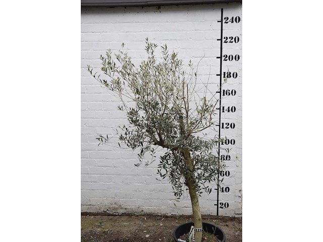 Olive young skin - olive tree - afbeelding 3 van  5
