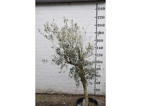 Olive young skin - olive tree - afbeelding 3 van  5
