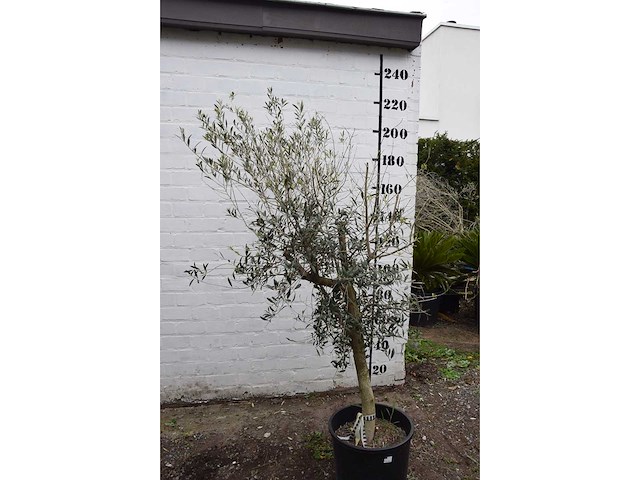 Olive young skin - olive tree - afbeelding 4 van  5
