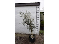 Olive young skin - olive tree - afbeelding 5 van  5