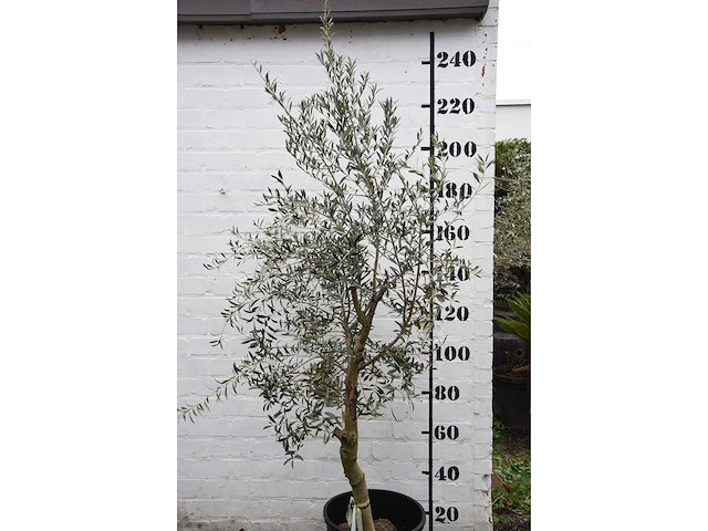 Olive young skin - olive tree - afbeelding 1 van  6