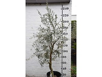 Olive young skin - olive tree - afbeelding 1 van  6