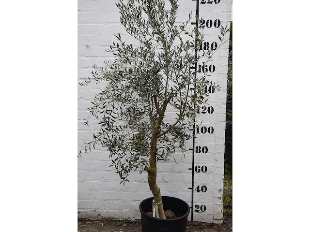 Olive young skin - olive tree - afbeelding 2 van  6