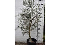 Olive young skin - olive tree - afbeelding 2 van  6