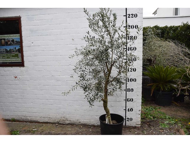 Olive young skin - olive tree - afbeelding 3 van  6