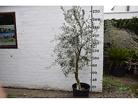Olive young skin - olive tree - afbeelding 3 van  6