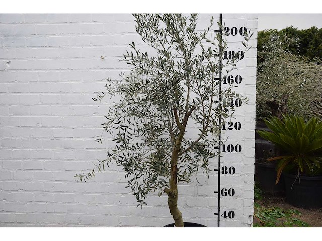 Olive young skin - olive tree - afbeelding 4 van  6