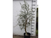 Olive young skin - olive tree - afbeelding 5 van  6