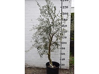 Olive young skin - olive tree - afbeelding 6 van  6