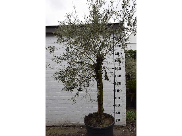 Olive young skin - olive tree - afbeelding 1 van  5