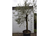 Olive young skin - olive tree - afbeelding 1 van  5