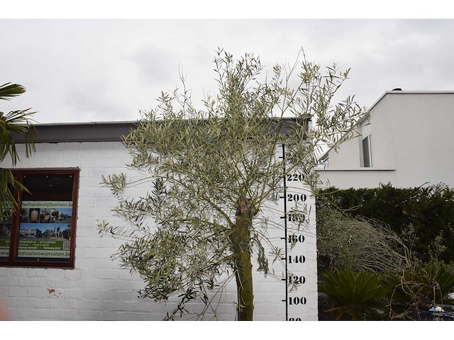 Olive young skin - olive tree - afbeelding 2 van  5