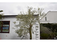 Olive young skin - olive tree - afbeelding 2 van  5