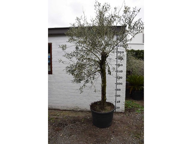 Olive young skin - olive tree - afbeelding 3 van  5