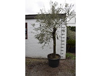 Olive young skin - olive tree - afbeelding 3 van  5