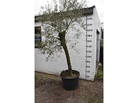 Olive young skin - olive tree - afbeelding 4 van  5