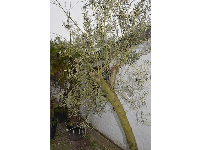 Olive young skin - olive tree - afbeelding 5 van  5