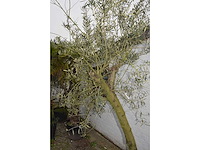 Olive young skin - olive tree - afbeelding 5 van  5