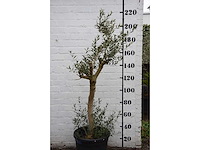 Olive young skin - olive tree - afbeelding 1 van  7