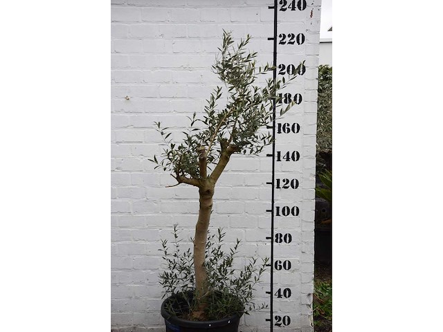 Olive young skin - olive tree - afbeelding 2 van  7