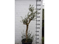 Olive young skin - olive tree - afbeelding 2 van  7
