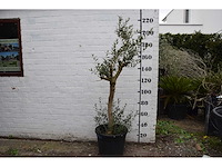 Olive young skin - olive tree - afbeelding 3 van  7