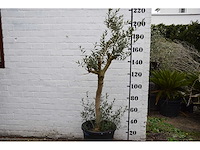 Olive young skin - olive tree - afbeelding 4 van  7