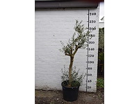 Olive young skin - olive tree - afbeelding 5 van  7