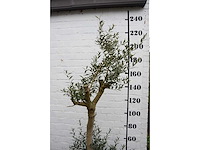 Olive young skin - olive tree - afbeelding 6 van  7