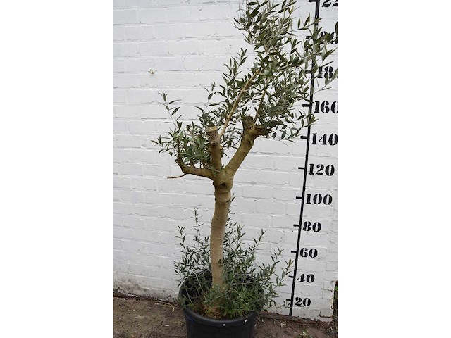 Olive young skin - olive tree - afbeelding 7 van  7