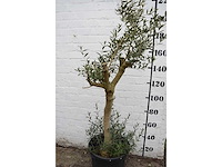 Olive young skin - olive tree - afbeelding 7 van  7
