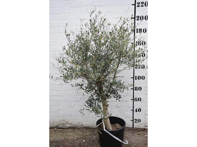 Olive young skin - olive tree - afbeelding 2 van  7