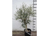 Olive young skin - olive tree - afbeelding 2 van  7