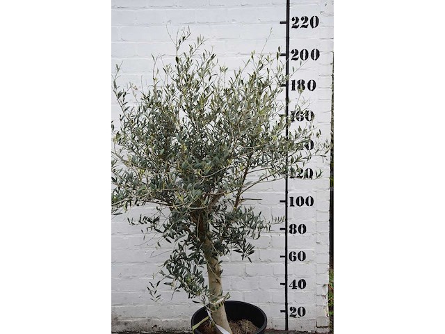 Olive young skin - olive tree - afbeelding 3 van  7