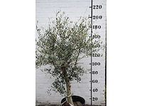 Olive young skin - olive tree - afbeelding 3 van  7
