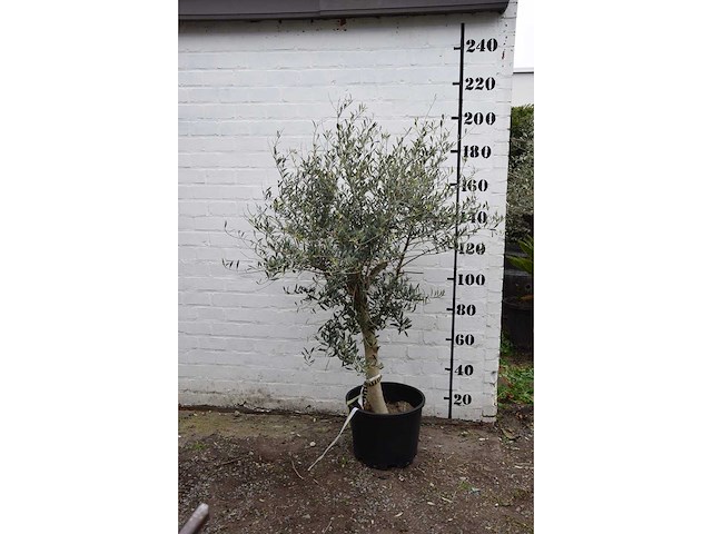 Olive young skin - olive tree - afbeelding 4 van  7
